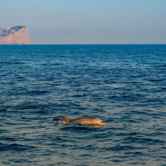Delfine auf Mallorca