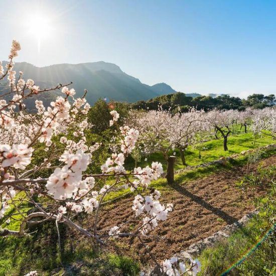 Die Mandelblüte auf Mallorca