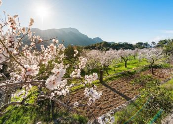 Die Mandelblüte auf Mallorca Die Mandelblüte auf Mallorca