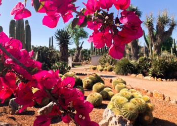 Botanicatus - Europas größter  botanischer Garten bei Ses Salines